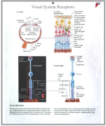 human fetal circulation